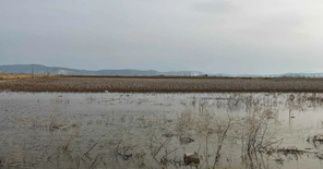 Θεσσαλία: Καλλιέργειες καλυμμένες από τα νερά τρεις μήνες μετά τον Daniel (βίντεο)
